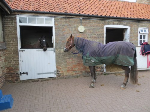 Farm at Little Downham now has lots of horses (09 Oct 2013)