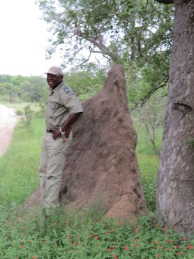 Termite Mound in Thornybush Game Reserve