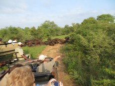Thornybush