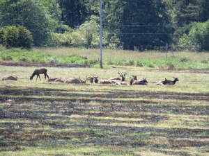 Elk reserve, near Florence Oregon